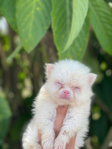 Cachorra Pomeranian Albina Pura Raza Animal Pets Colombia 