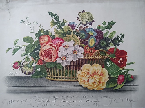 Grabado Francés A Color S Xix Genuino Rosa Narcisos My1524