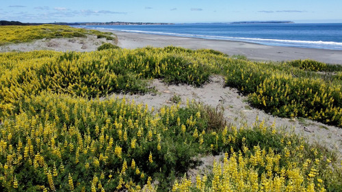 Lotes En Carelmapu Con Orilla De Playa, Mar Brava, Maullín