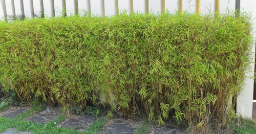 Muda De Bambuzinho-de-jardim Bambusa Textilis Gracilis