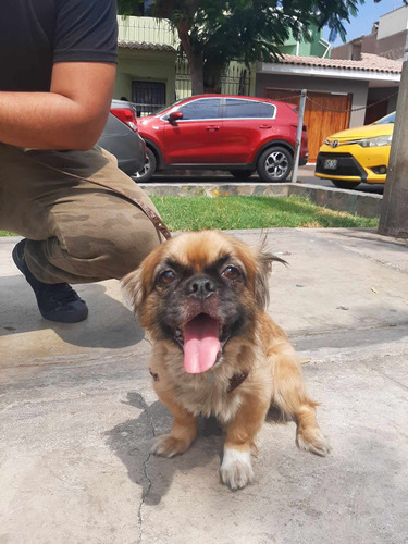 Perrito Shih Tzu Cruzado Adulto Joven (2años)