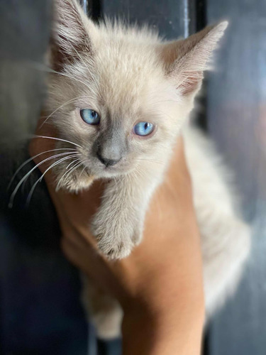 Siames, Gatitos