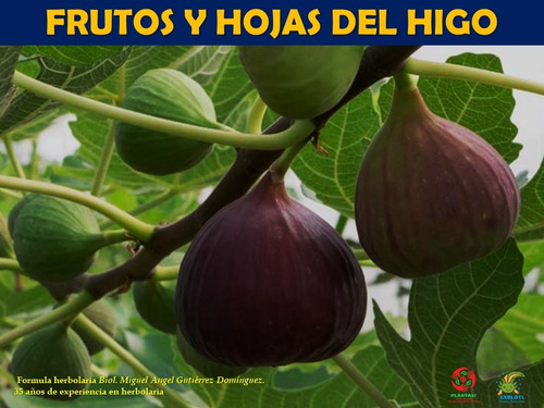 Extracto Hojas Higo Ficus Carica 100 Ml Plantasi