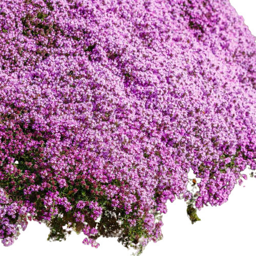 Grama Roxa Aromática Thymus Serpyllum Sementes P/ Mudas