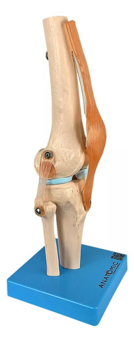 Modelo Anatômico Articulação Joelho Com Ligamentos Anatomic