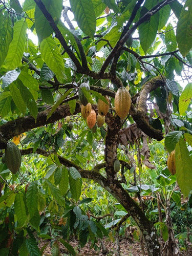 Se Vende Finca De Cacao