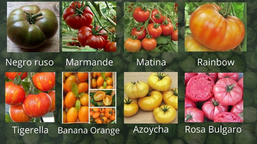 Semillas Tomates Raros Y Exoticos 12 Variedades