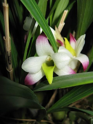 Orquídea Coelia Bella