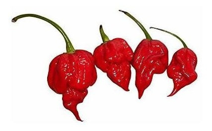 Trinidad Scorpion Hot Pepper 10 + Semillas Más Calientes