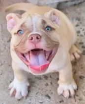 Comprar American Bully Hembra