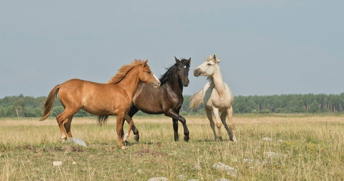 Shampoo Maghorse Com Silicone 3 Em 1 Para Cavalos 1 Litro