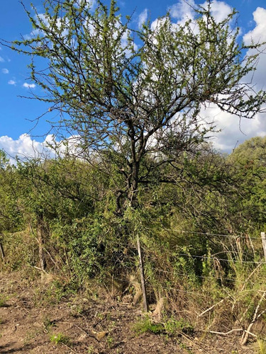 Imagen 10 de 14 de Lote 1840 M2 - Posesion / Quebrada De Los Pozos, Villa De Las Rosas - Traslasierra