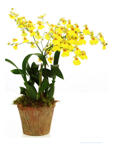 Orquídea Oncidium Chuva De Ouro ( Adulta )