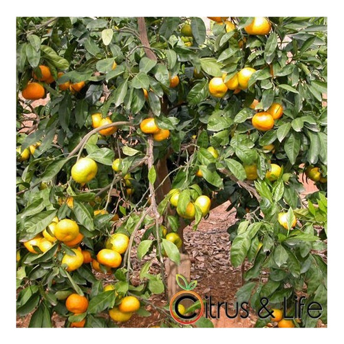 Árbol De Mandarina Satsuma Iwasaki