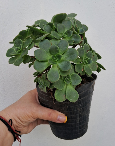 Aeonium Haworthii Rosa Verde Suculenta De Coleccion