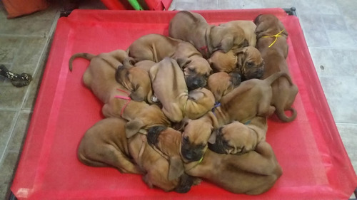 Cachorros Rhodesian Ridgeback  Con Papeles Fca