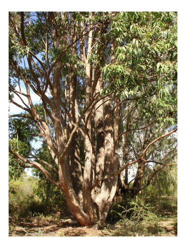 Sementes De Eucalipto Cloeziana P/ Reflorestamento 40g