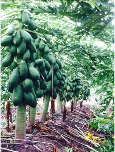 5000 Mil Semillas De Papaya Mulata.