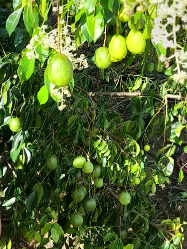 Muda De Umbu - Umbuzeiro