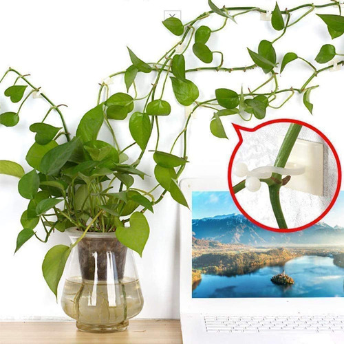 Clips De Pared Autoadhesivos Para Escalada De Plantas 100