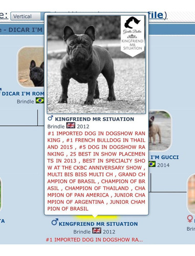 Imagem 2 de 3 de Macho Buldogue Francês