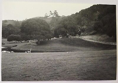 Vintage 90s Photo Of A Golf Course W/ Ducks & Geese Lql