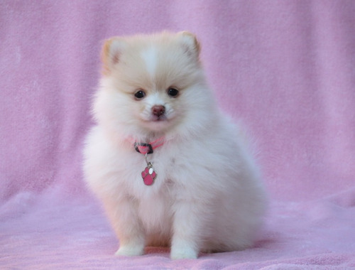 Lulu Da Pomerania Femea Linda Filhote Spitz Alemao