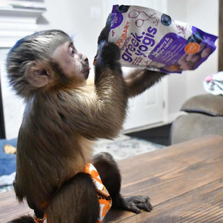 Monos Titi En Adopcion Mercadolibre Com Mx Monos Titi En Adopcion Mercadolibre Com Mx