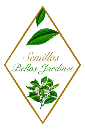 Semillas De Apio Verdura Para Siembra Bella Huerta