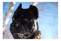 Comprar Vinilo 30x45cm Perros 2 Pitbull Negro Feroz Frente