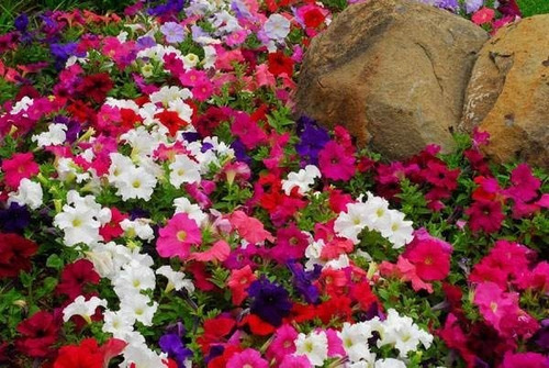 50 Semillas De Petunias Enanas Mix Colores, Cubresuelo 