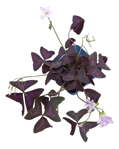 Planta Trébol  Oxalis Triangularis Africano Morado.