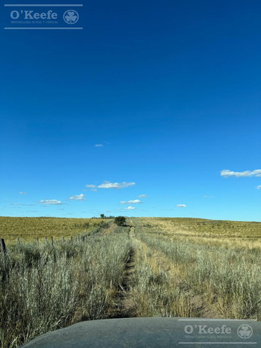 Campo De Cría/recría 74.000 Has. Para 8800 Madres, Armado En Mendoza
