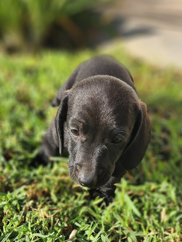 Cachorro Dachshund Negro 