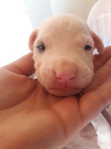 Filhote De Dogo Argentino
