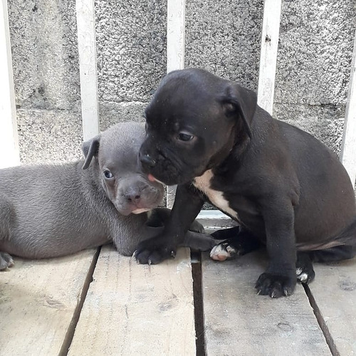 Pitbull