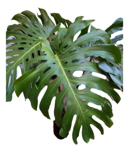 Monstera Deliciosa Grande, Alt. 1,20mts 4hojas Env. 4 Lts.