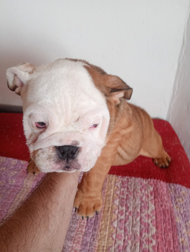 Vendo Cachorra Bulldog Ingles Con Kca Marrón Y Blanca