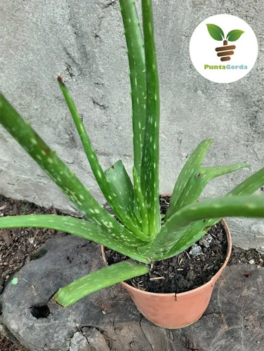 Imagen 3 de 5 de Aloe Vera Planta Con Propiedades Medicinales
