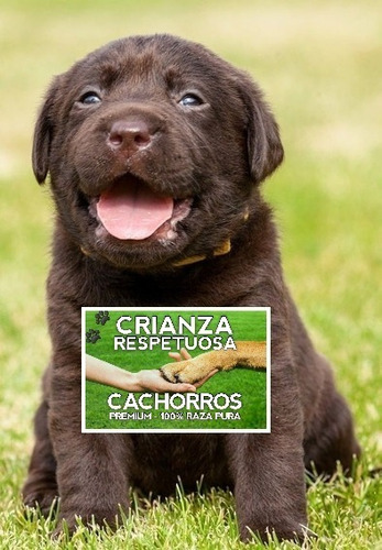 Labrador Retriever Machitos Hermosos 24 Meses Garantia Salud