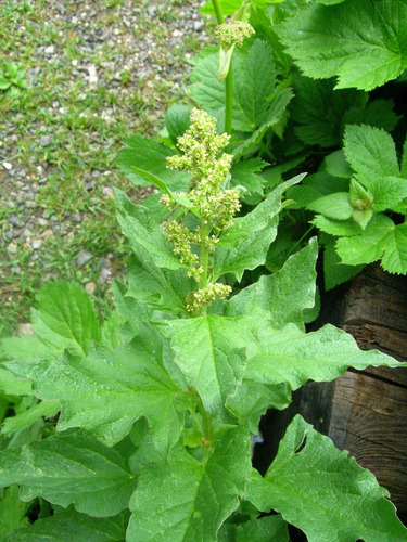 Sementes Espinafre Silvestre Chenopodium Bonus Henricus Panc