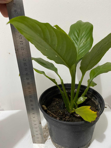 Imagen 4 de 6 de Lirio De La Paz O Cuna De Moisés Planta