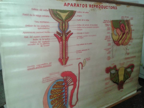 Lamina Plegable De Los Aparatos Reproductores Para Clases