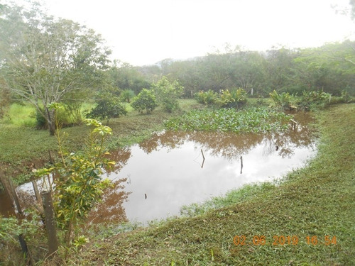 Chácara 5.000 M² - Vila Nova - Glorinha - Rs - 2173 - 34266631