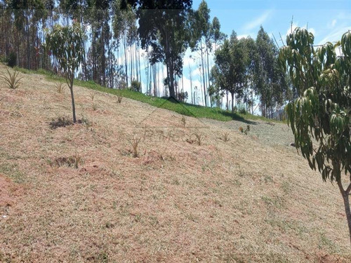 Imagem 11 de 16 de Área Jundiaizinho (terra Preta) Mairiporã/sp - 1309