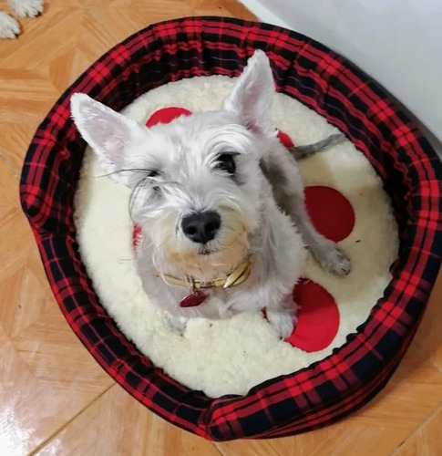 Cama Escocia 60x55x15 T3 Cojin Desmontable Perro Dogmania