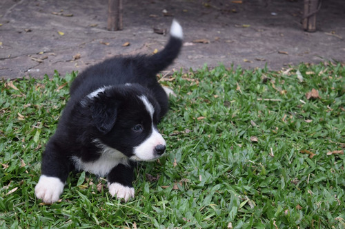 Cachorros Border Collie Con Papeles