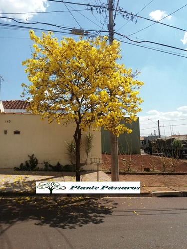 Imagem 8 de 8 de Árvores Da Mata Atlântica - Kit Reflorestamento 500 Sementes Para Mudas