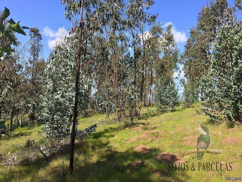 F-190 Valle Alegre, Quintero, 20.000m2