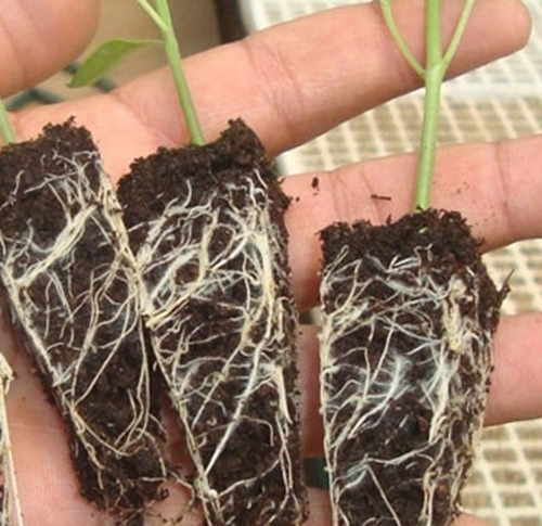 Hormona En Polvo Japon Fertil Enraizador Para Plantas X25g